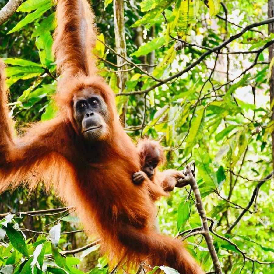 Fun Family Guest House N Jungle Tour Bukit Lawang Esterno foto